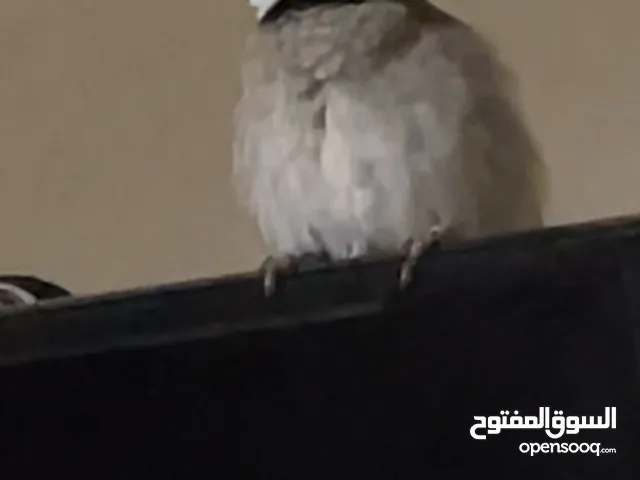 بلبل عراقي مدرب للبيع