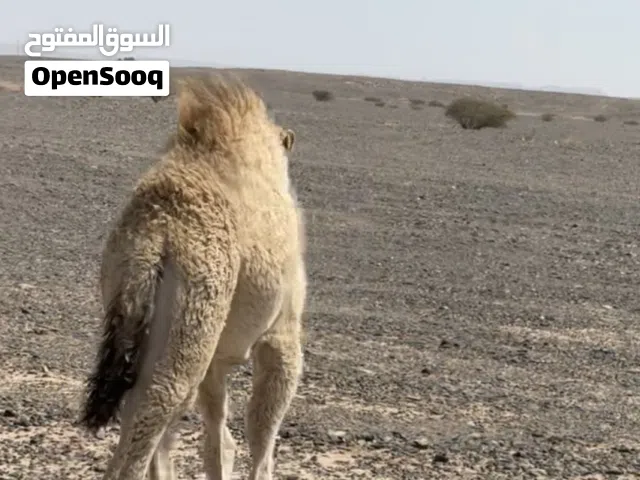 بكره تحت امها طياح شهر 9