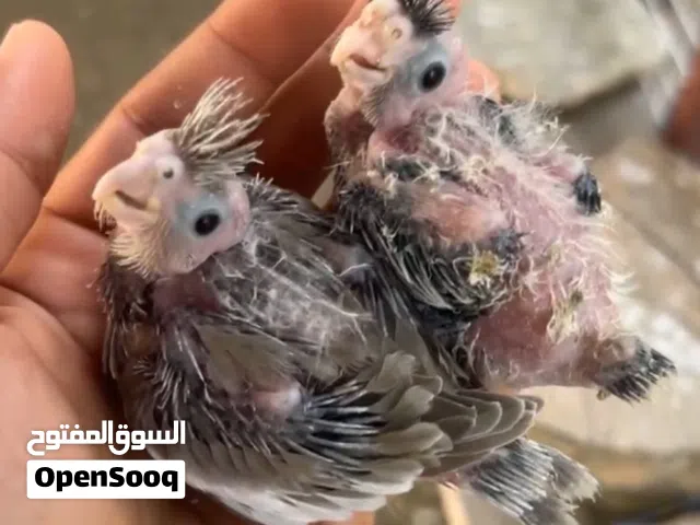 فروخ كوكتيل