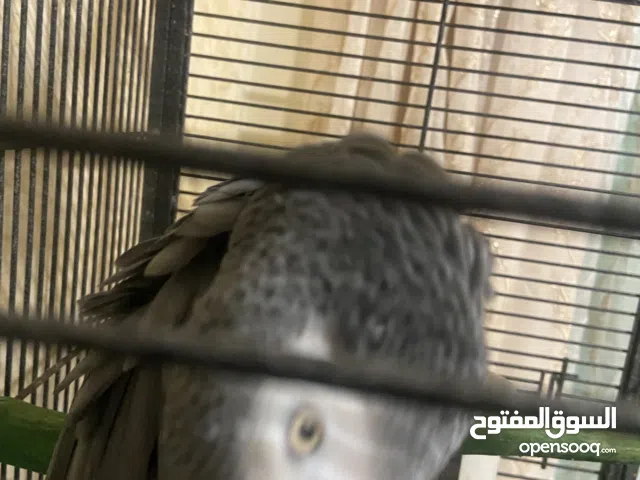 ببغاء للبيع بداعي السفر