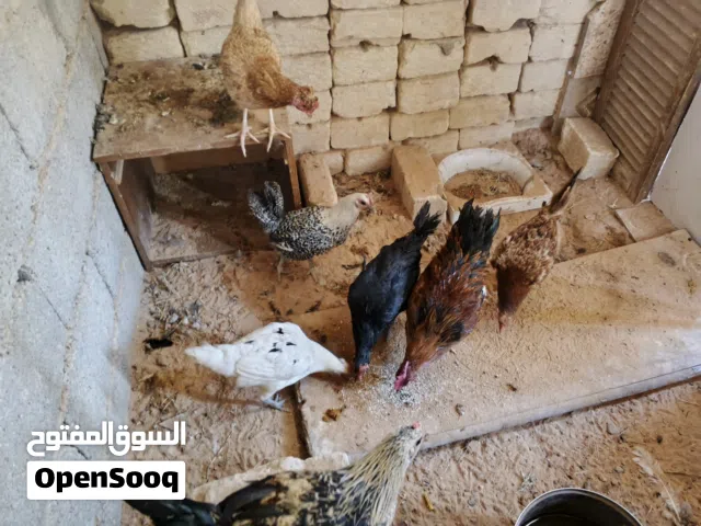 دجاج للبيع