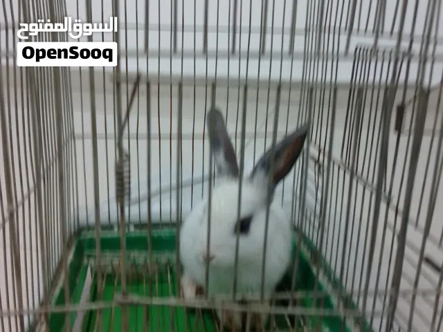 ارنب  للبيع