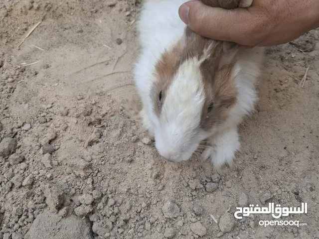 ارانب للبيع العدد. 2