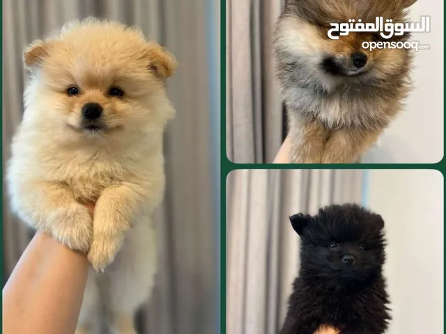 كلاب بومرنيان العمر شهرين