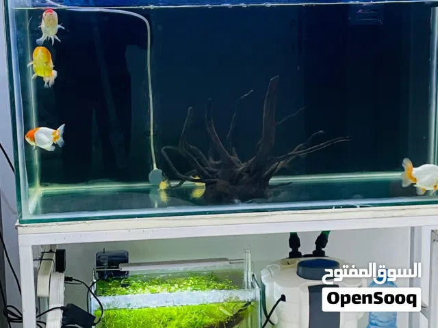 3 Aquariums with canister filters and stands