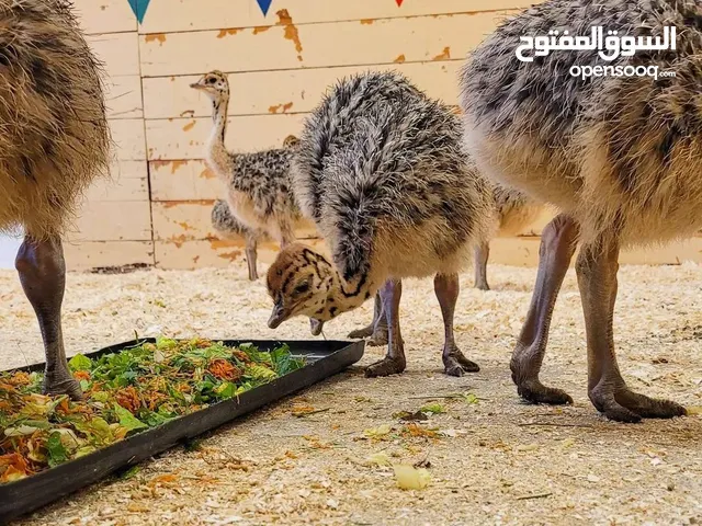 Ostrich chicks And eggs