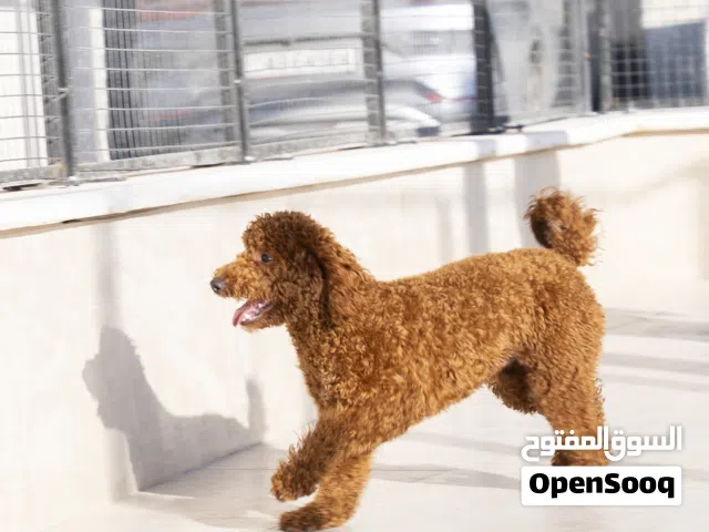 بسعــــــــر مغري ...بودل ..Poodle