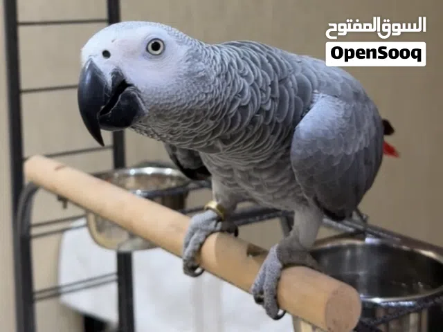 انثى كاسكو للبيع