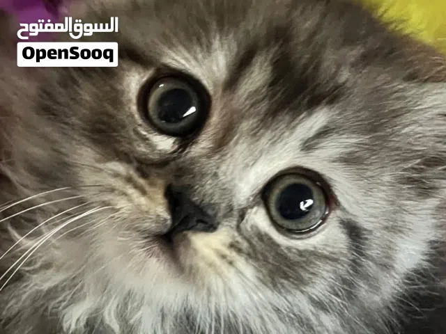 قطط همالايا كتن ذكور واناث العمر 55 يوم للبيع من اصول نقيه