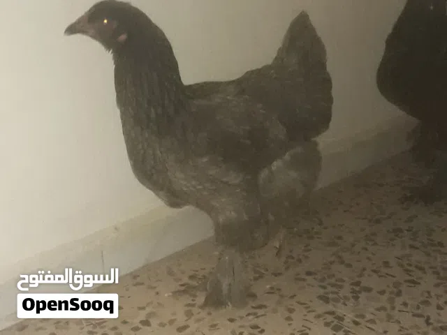 زوز دجاجة ماشاء الله مش عارف الفصيل عندي ليهم 9شهور او سنة