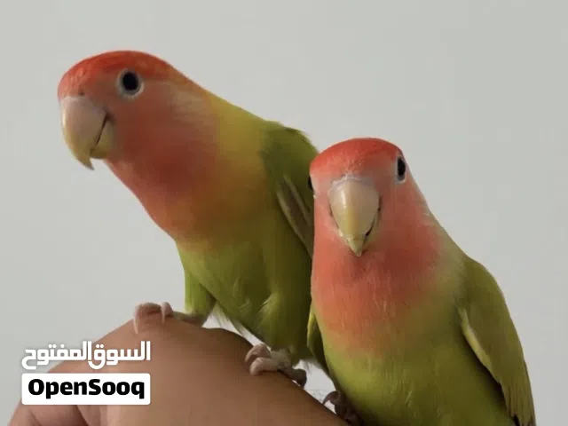 للبيع طيور روز أليفه
