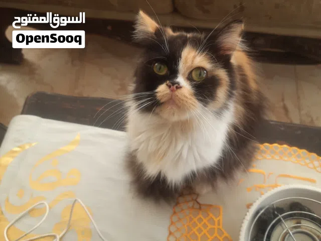 مجموعة قطط