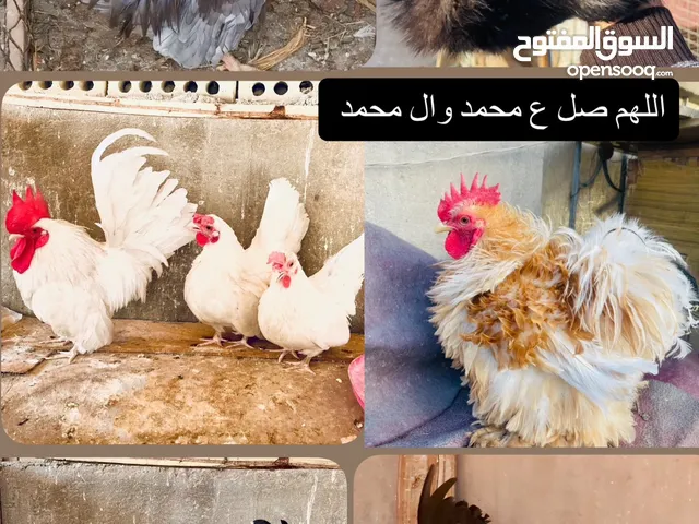 متاح بيض للتفقيس كوشن واسباني وسلكي