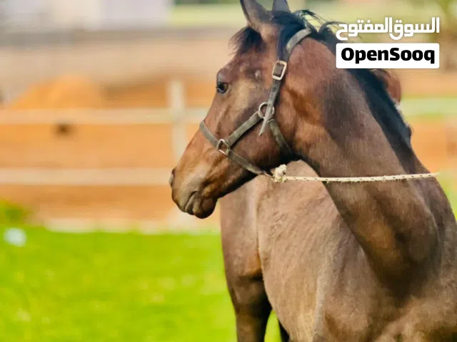 السلام عليكم فلوه البيع العمر 8شهر دم 87