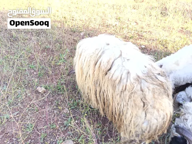 بسم الله الرحمن الرحيم كبيش اهداد كفاله
