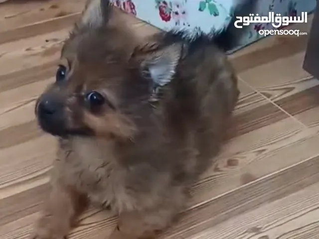 Mix breed Puppy