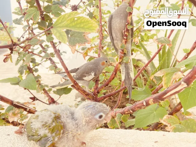 فرخ طيور للبيع  النوع فرخ كنيور باينبل