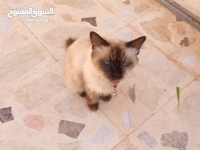 قطه انتي حلوه