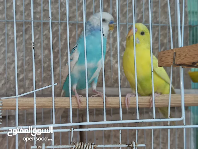 جوز حب للبيع 15 دينار