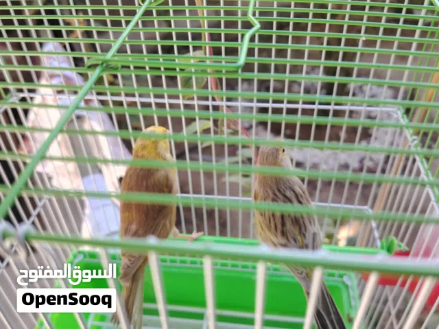 كناري زوج للبيع