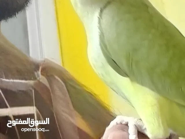 Indian Ringneck parrot(5 months old)