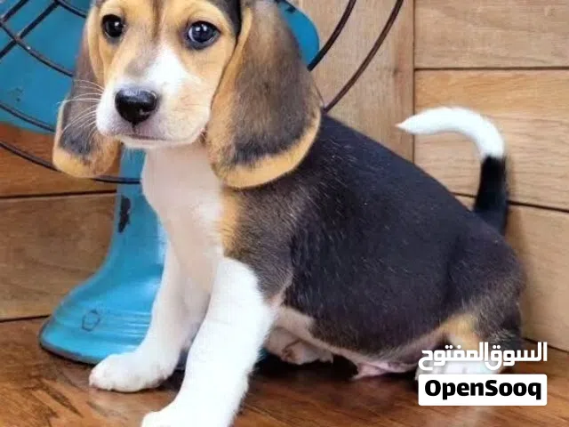 Beagle puppies