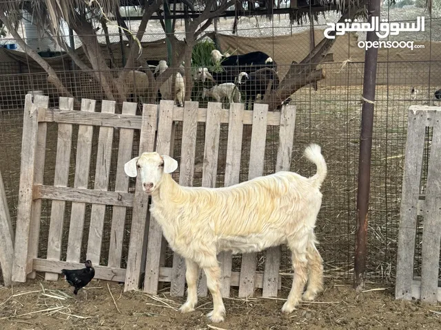 للبيع شاه جاموديه امورها طيبه