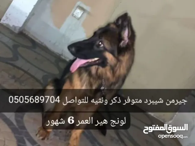 ذكر وانثى مستورده مستوى قوي جدا وتربية منزليهMale and Female import high quality