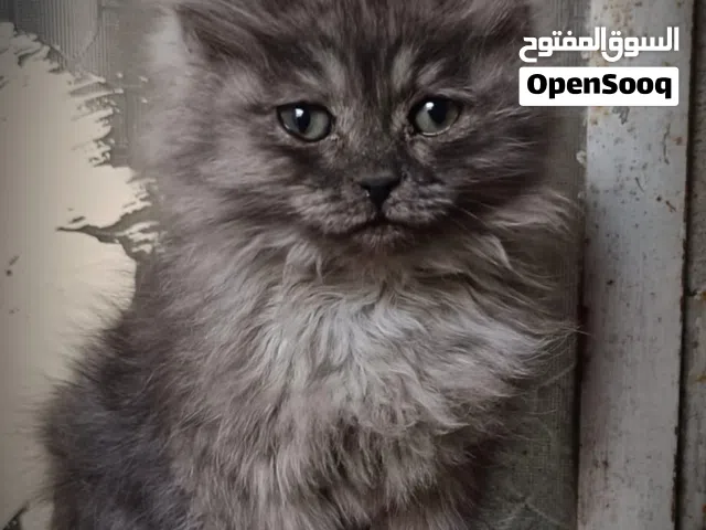 قطه للبيع من ام سكوتش واب شيرازي العيون خضر والوان ابيض ورصاصي