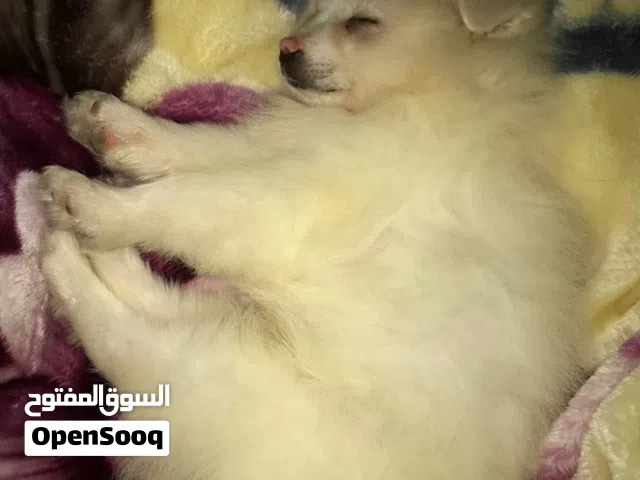 ذكر حجم ميني شهرين