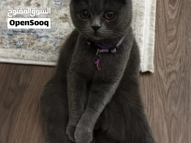 قطو للتزاوج فقط ( mating only )