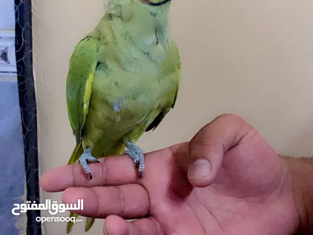 Fully-tamed male ringneck