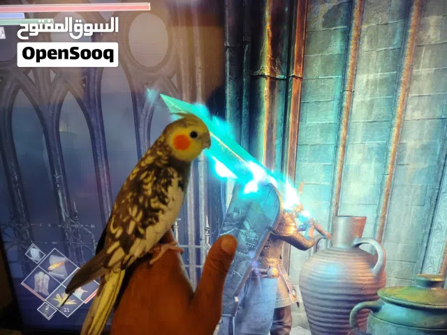كوكتيل فحل مخلف