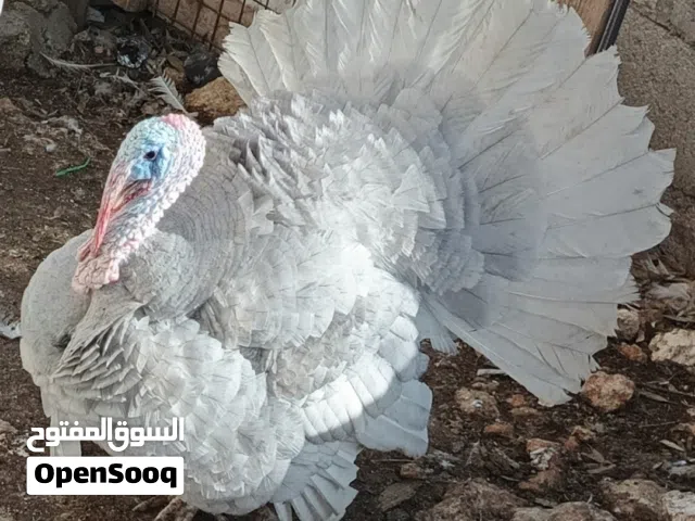 ماشاء الله تبارك الرحمن متوفر حبش عدد 8 حبات عمر 3 ايام