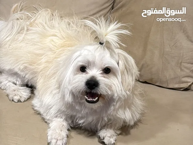 كلب مرح جدا ويحب الأطفال