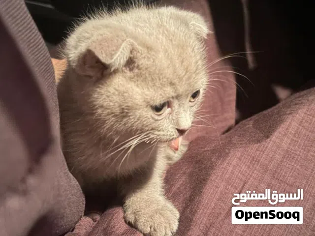 سكوتش فولد فاون  Scottish Fold Fawn