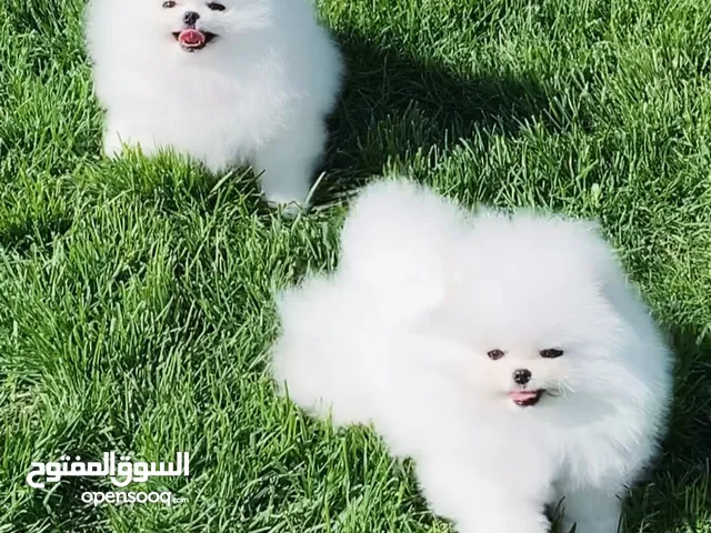 Pomeranian puppies