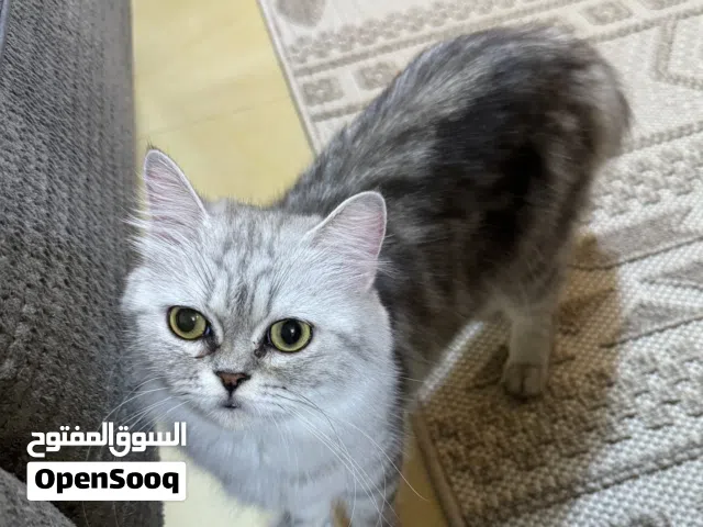 قطه للبيع شانشيلا