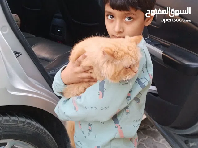 it is a persian cat  and it is 1 year old