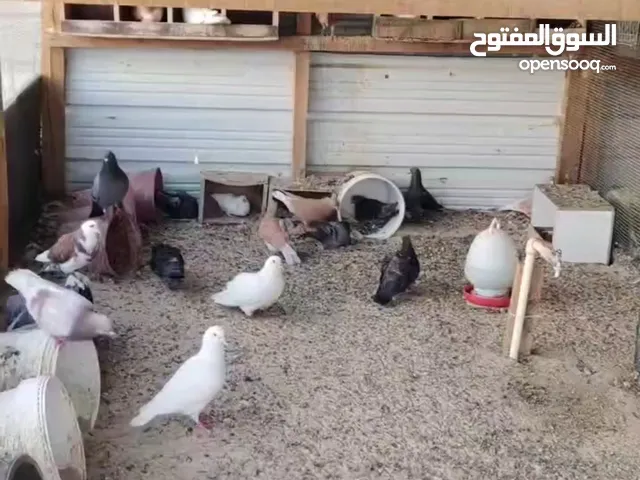 حمام متنوع