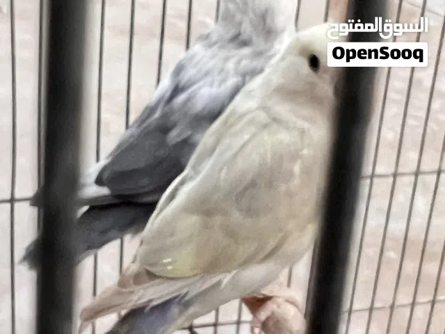 متاح 3 ذكور روز ماشاءالله