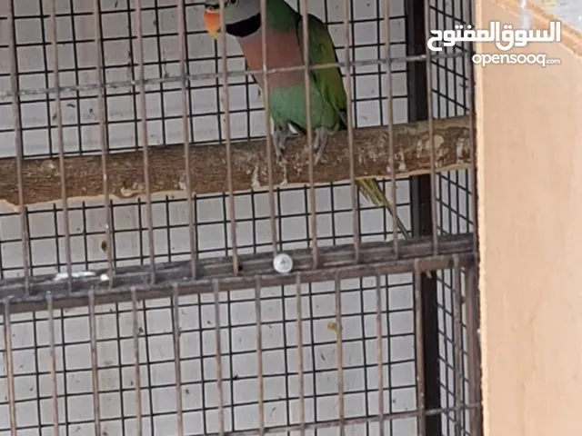 جوز موستاش منتج