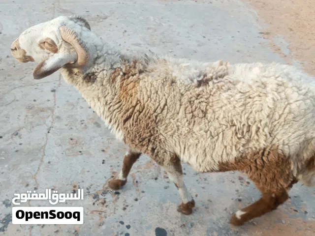 خروف الله يبارك