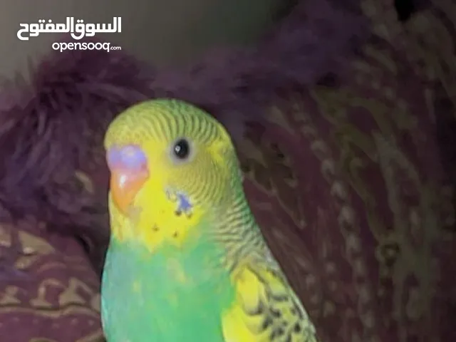 Budgies pairs