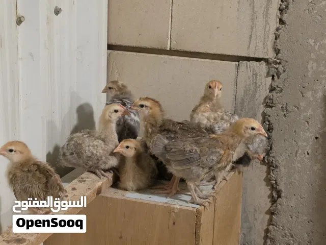 سلاله دجاج عالميه بيور ...كريم لق بار (بيض الدجاج أزرق)جاينت العملاق متعودين على الجو الحار