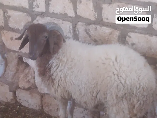 خروف  ربي يبارك