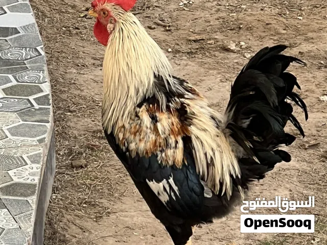 ديج كويتي للبيع تبزير مال بيت  بعده صغير عمره تقريب 6 اشهر مكاني بصره جبيله