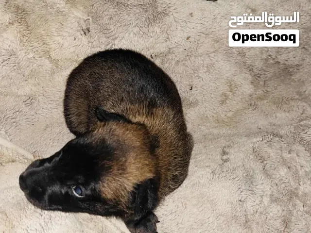انتايه مينوا البيع تحتها زوز جروي البيع هيا و جروي الاب استراد الجزائر و الام استراد تونس