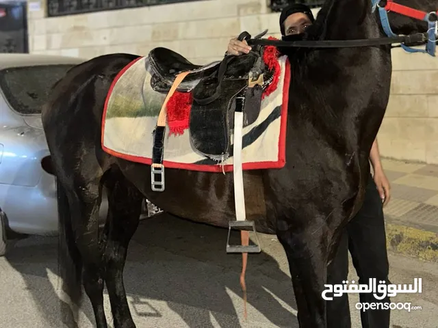 حصان العمر 6 طول 160 عاقل جدننننننننن