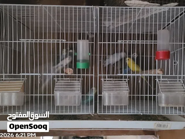 اقفاص مستخدمه نظيفه للبيع
